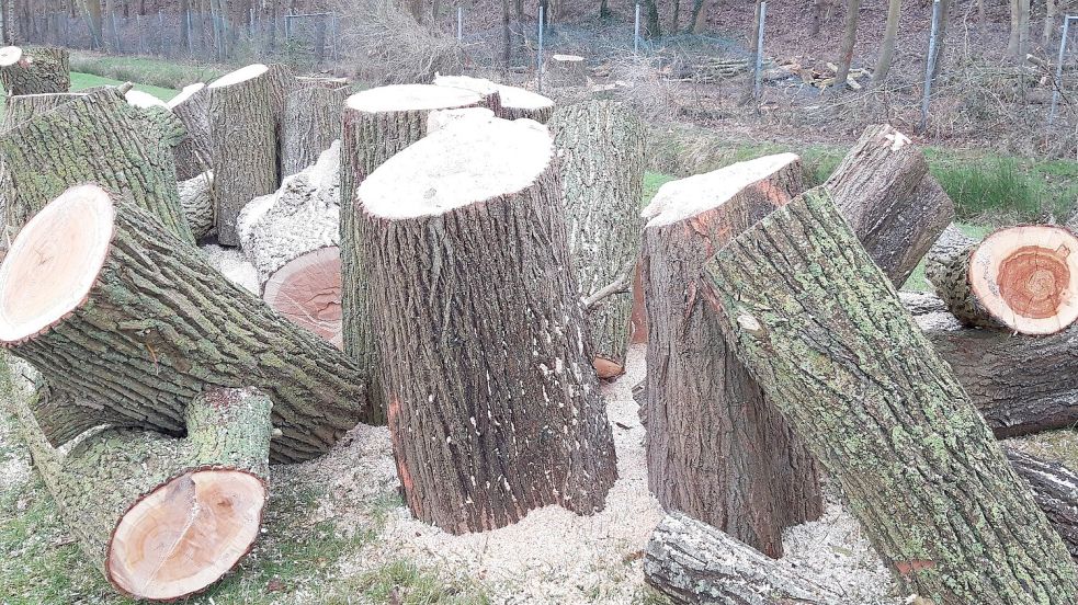 Zersägte Stämme von gefällten Bäumen – das will man im Brookmerland mit einer Baumschutzsatzung künftig möglichst vermeiden. Fotos: Thomas Dirks