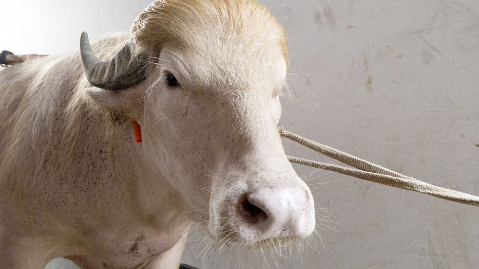 Schaulustige strömen scharenweise zu seinem Bauernhof nahe der Hauptstadt Dhaka, um den Albino-Büffel „Donald Trump“ aus der Nähe zu betrachten. Foto: IMAGO / Anadolu Agency