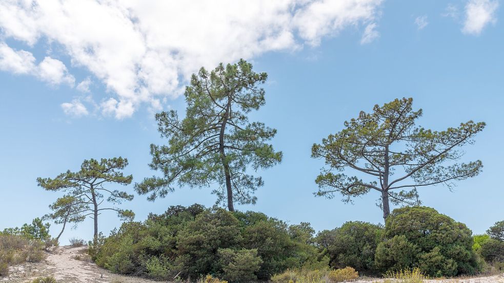 Allein im Wald: Ein Bäcker entdeckte die beiden verängstigten Kinder am Rand einer ländlichen Straße in einem Pinienwald zwischen Comporta und Alcácer do Sal. Foto: IMAGO / Wirestock