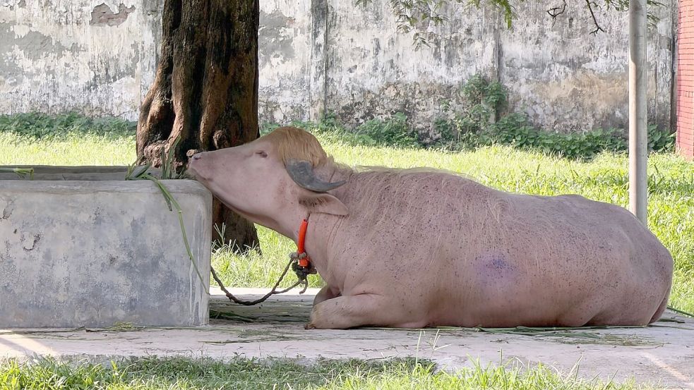 In Bangladesch wird ein Albino-Büffel durch seine blonde Haartolle zum Internet-Star - und in letzter Minute gerettet. Foto: Nazrul Islam