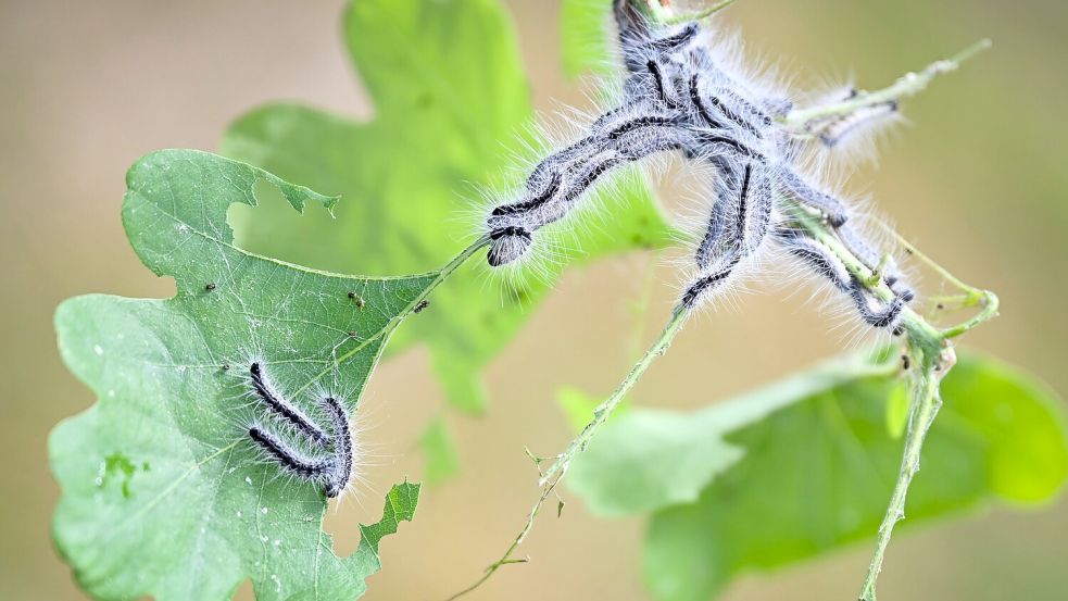 Eichenprozessionsspinner bevorzugen warm-trockene Bedingungen. Foto: Philip Dulian