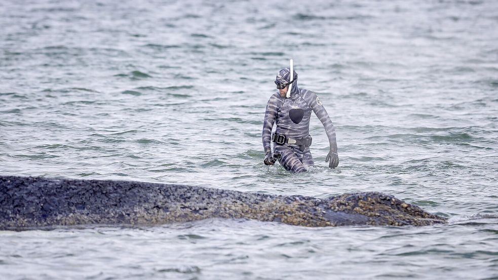 Als der Wal noch vor Timmendorfer Strand lag, kümmerte sich Robert Marc Lehmann um das Tier – auch aus nächster Nähe. Foto: IMAGO/Agentur 54 Grad