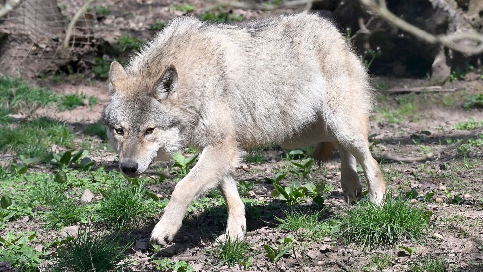 Ein Europäischer Wolf geht in einem Gehege im Wildparadies Tripsdrill. Foto: DPA