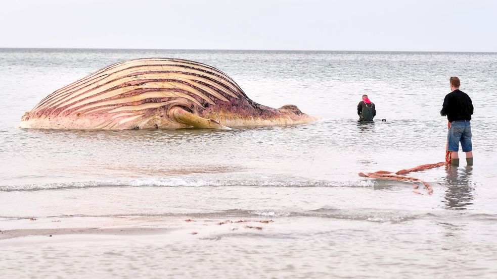 Nach Wochen des Wartens haben die Arbeiten an dem Wal-Kadaver auf der Insel Anholt begonnen. Foto: Marcus Golejewski