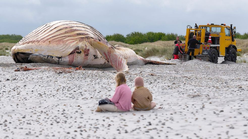 Die Bergung ist geschafft: Jetzt liegt der tote Buckelwal im Sand. Foto: Marcus Golejewski