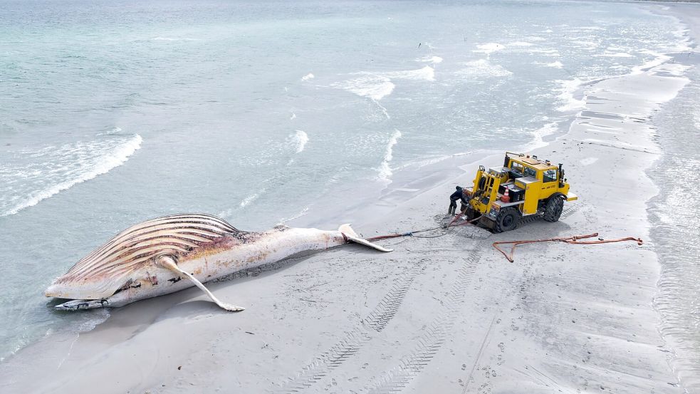 Der tote Wal wird an Land der dänischen Insel Anholt gezogen. Foto: Marcus Golejewski