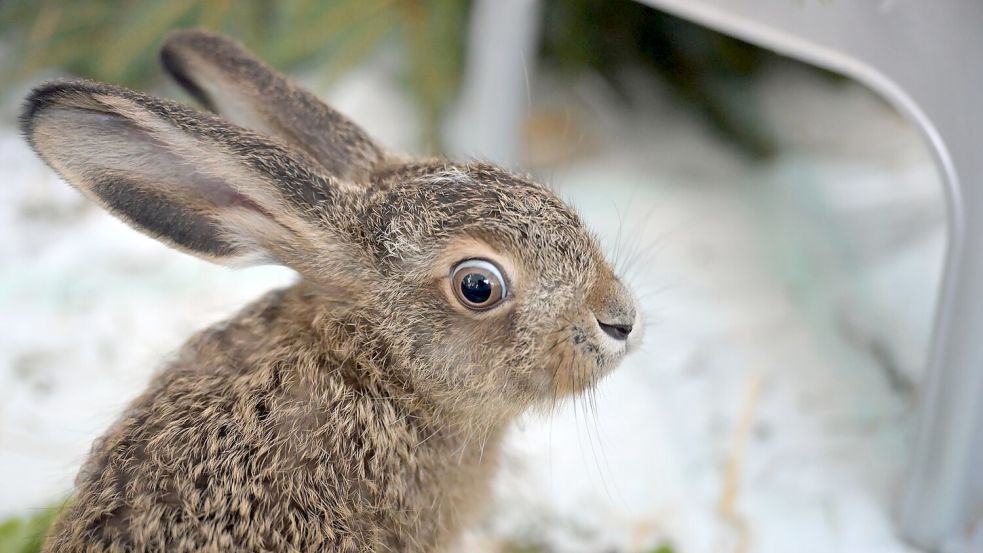 Ein Feldhase sitzt in einer Wildtier-Auffangstation. Foto: Malin Wunderlich