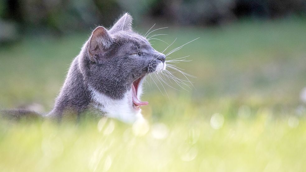 März Mit dem Foto „Kleiner Brülllöwe“ geht der Titel an Holger Scheibe aus Ihlow.