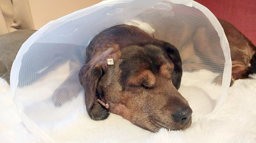 Der Alpenländische Dachsbrackenrüde Aaron ist im Alter von zehn Jahren ein erfahrener Jagdbegleiter. Der Kampf mit einer ausgewachsenen Nutria brachte dem Rüden 14 Stiche beim Tierarzt ein. Foto: Hinnerk Bellmann