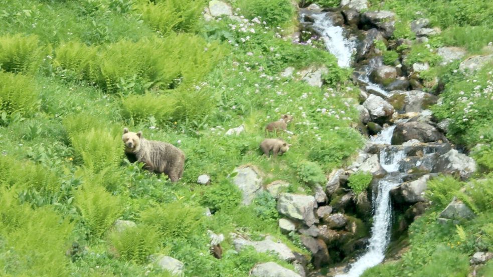 Eine Bärin geht mit ihrem Nachwuchs durch ein Tal in der Westtatra in der Slowakei. Nach offiziellen Zählungen gibt es in der Slowakei rund 1.200 freilebende Bären. (Archivbild) Foto: Erik Äevëìk