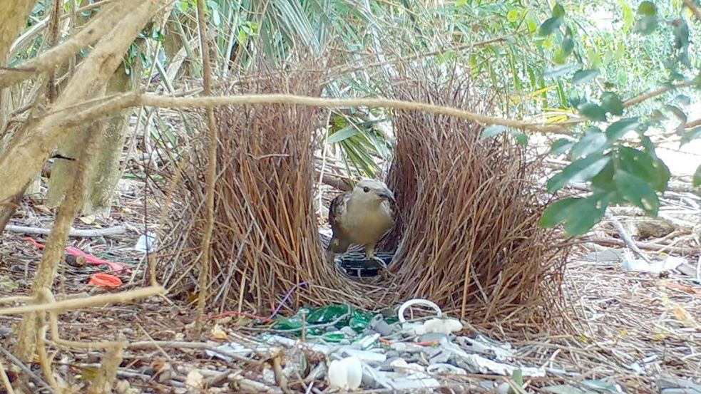 Männliche Laubenvögel bauen aufwendige Balzplätze und dekorieren diese anschließend für die Weibchen. Foto: Caitlin Evans/University of Exet