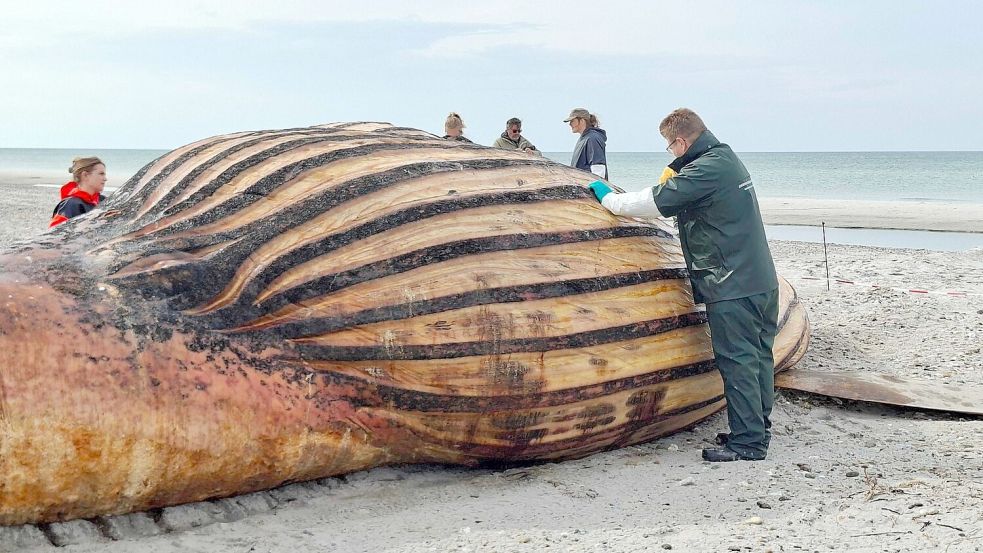 Experten bei der Obduktion des Buckelwals am Strand der Insel Anholt. Foto: Kai Moorschlatt