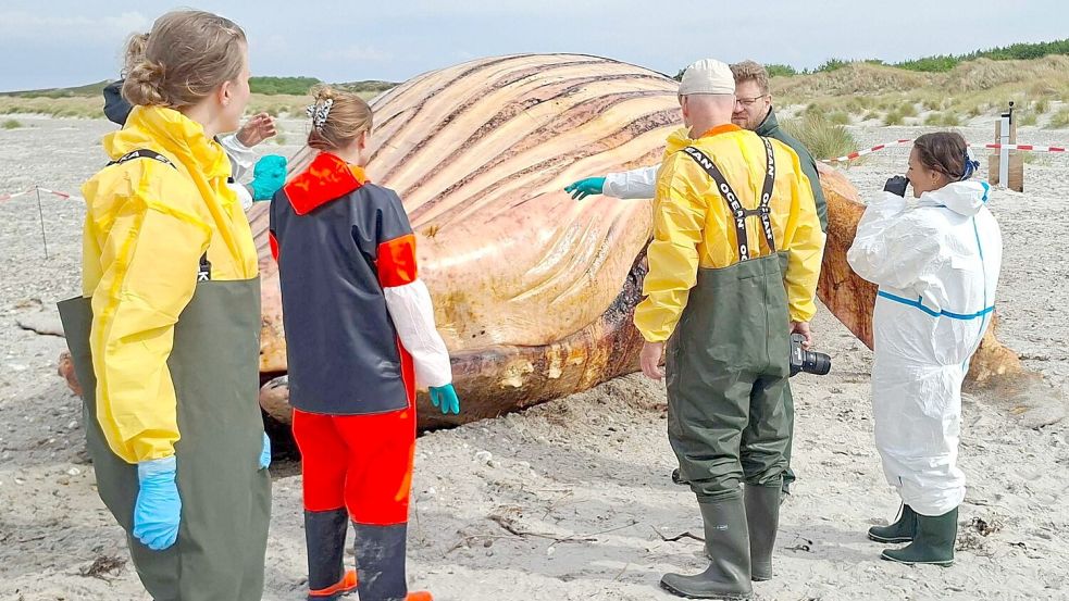 Am Strand stehen schon Container bereit. Foto: Kai Moorschlatt