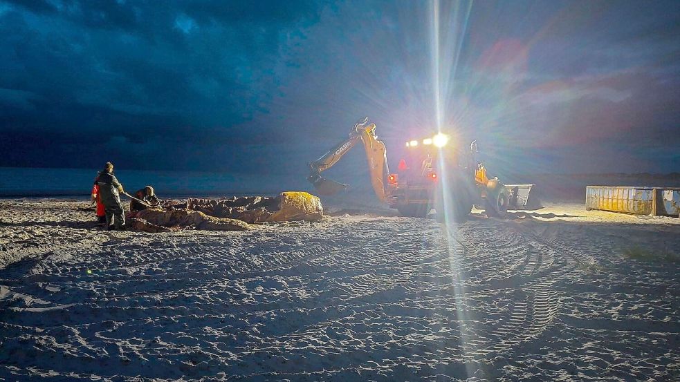 Noch in der Dunkelheit wurde im Zuge der Obduktion des Buckelwals gearbeitet. Foto: Kai Moorschlatt