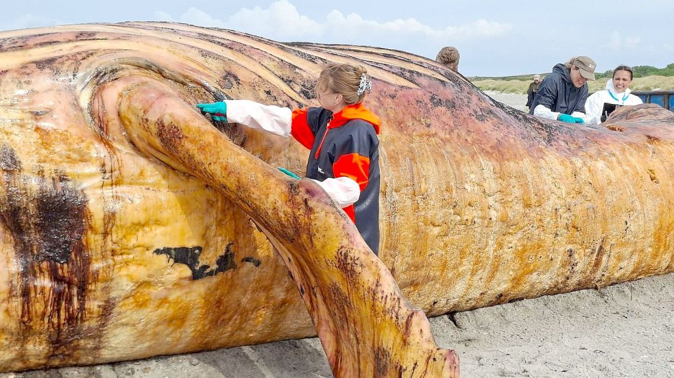 Fachleute obduzierten den als „Timmy“ bekannten Buckelwal am Strand der Insel Anholt. Foto: Kai Moorschlatt
