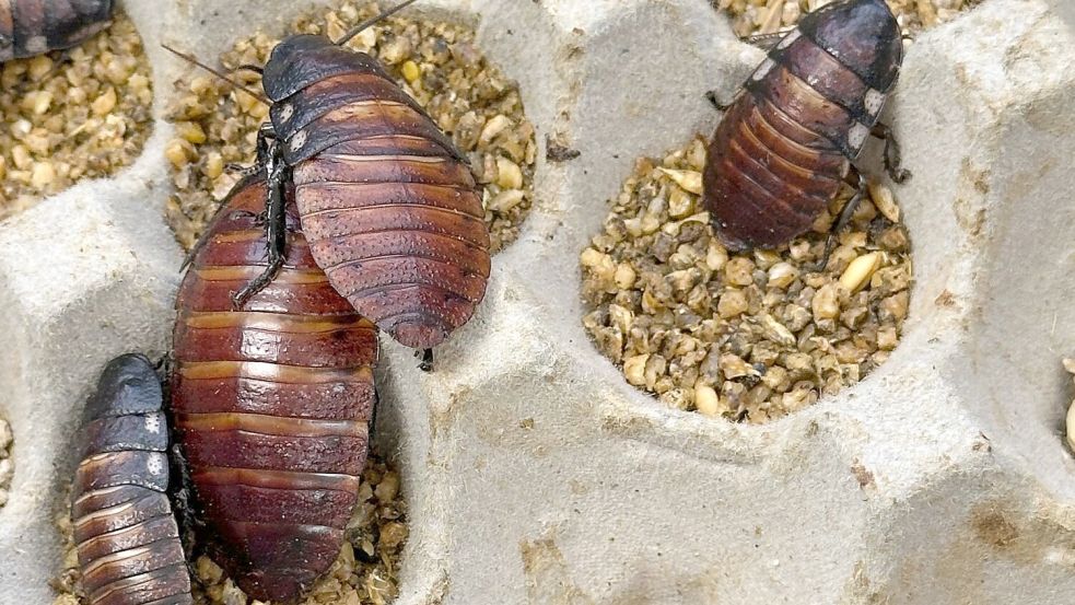Schaben werden zumeist als Futter für Reptilien und andere Tiere gezüchtet. Foto: ---