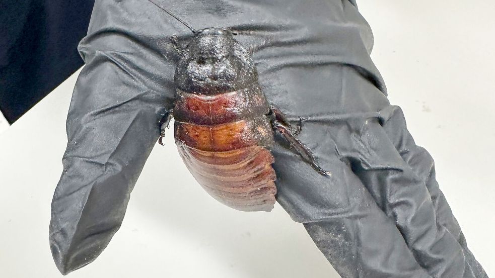Die beschlagnahmten Schabenarten sind sehr groß. Foto: ---