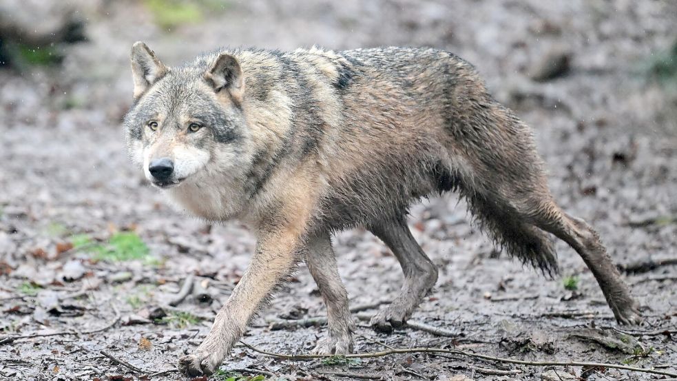 Inzwischen leben 350 Wölfe in der Schweiz. (Symbolfoto) Foto: Bernd Weißbrod