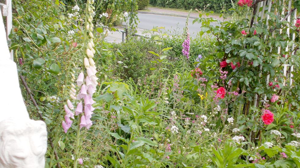 Fingerhut und andere insektenfreundliche Blumen blühen gerade in den Gärten. Foto: BUND