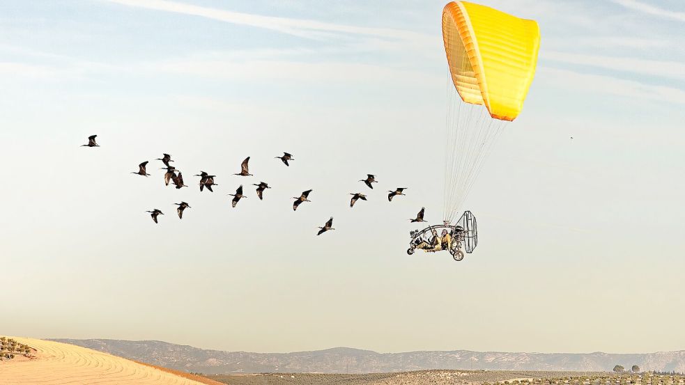 Wissenschaftler begleiten Waldrappen bei ihrem Zug nach Spanien. Foto: Gunnar Hartmann/Nature/dpa