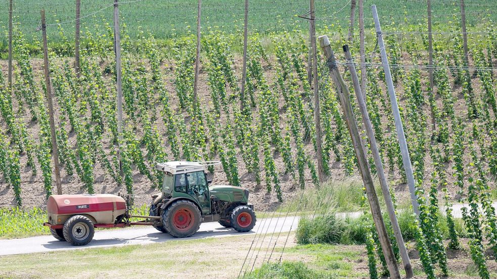 Ein bayerischer Hopfenpflanzer bei der Arbeit (Archiv) Foto: Sven Hoppe