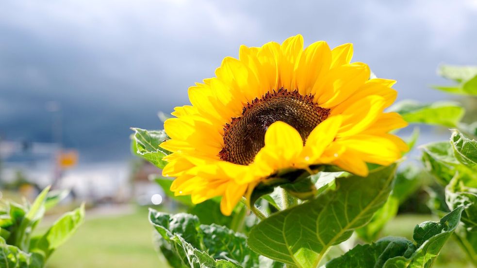 Wie wird das Wetter in der kommenden Woche? (Archivbild) Foto: Uwe Anspach