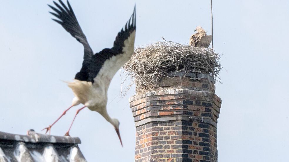 Ein Gänsegeier hat erneut ein Storchennest angegriffen und alle Jungtiere getötet. Foto: Julian Stratenschulte