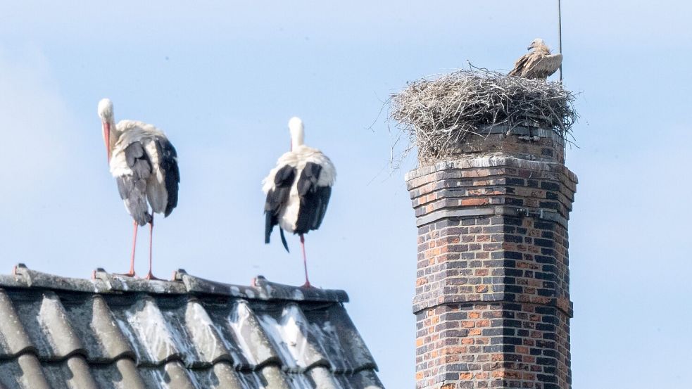 Die Störche müssen machtlos mit ansehen, wie der Gänsegeier ihren Nachwuchs tötet. Foto: Julian Stratenschulte