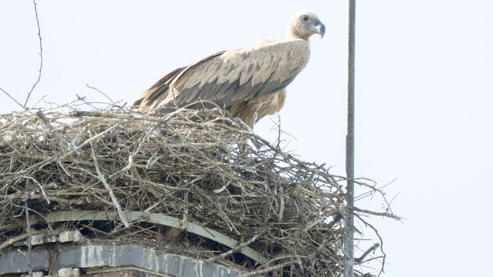 Experten des Nabu befürchten, dass der Gänsegeier erneut zuschlagen könnte. Foto: Julian Stratenschulte