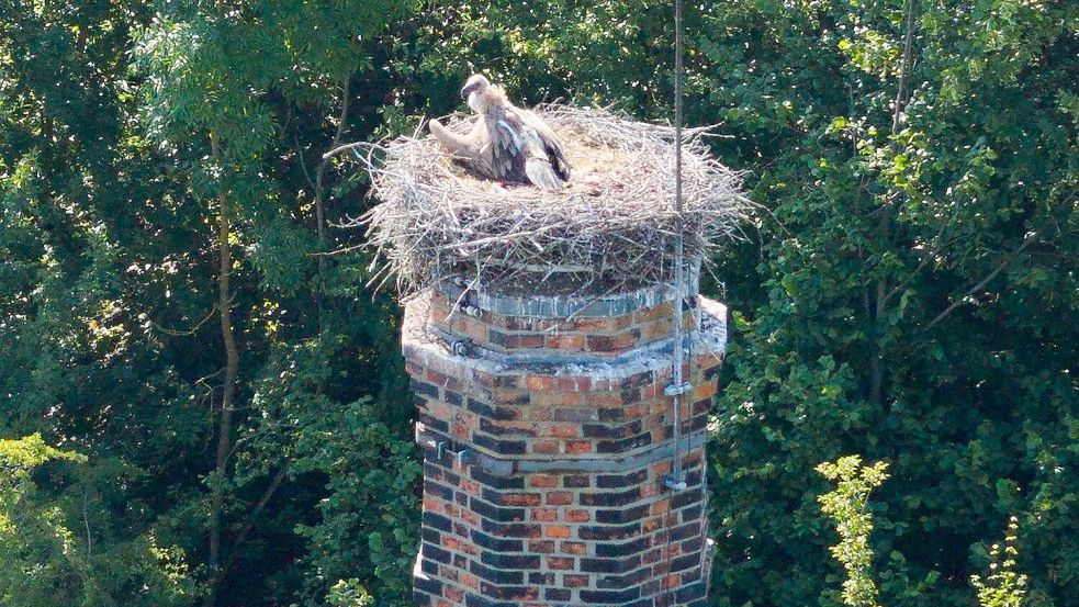 Ein Gänsegeier sitzt auf einem Storchennest im Landkreis Hildesheim. Foto: Julian Stratenschulte