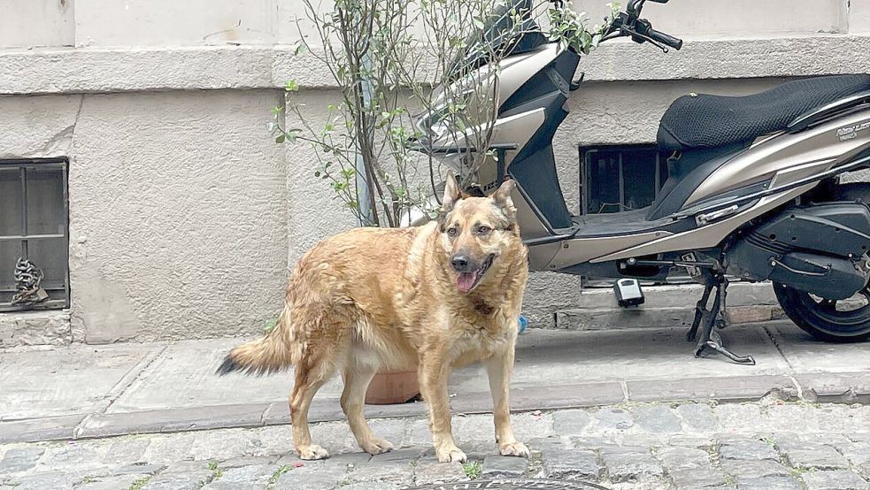 Ein Hund wird ganz alleine auf der Straße gefunden, was habe ich jetzt zu tun? Foto: Mirjam Schmitt/DPA