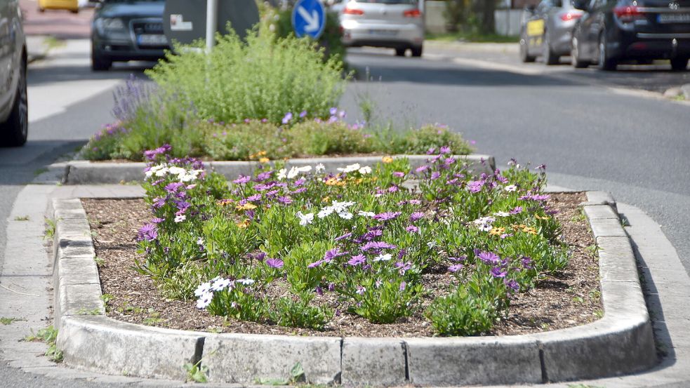 Dieser Fahrbahnteiler in der Rosenstraße in Marienhafe wurde mit Rindenmulch befüllt und mit Sommerblumen bepflanzt. Foto: Thomas Dirks