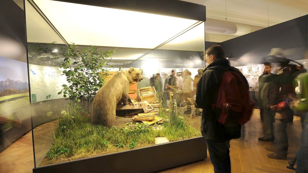 In der Vitrine kann der Braunbär besichtigt werden. (Archivbild) Foto: picture alliance / dpa