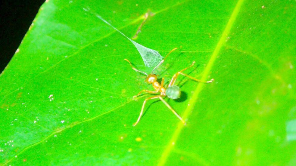 Eine Weberameise nähert sich der aufgebauten Falle einer australischen Ballista-Spinne. Foto: Greg Anderson/Ajay Narendra/dpa