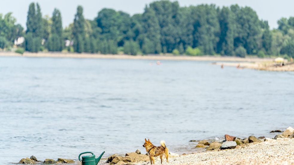 Seit Samstagabend werden drei Menschen nach dem Baden im Rhein vermisst. (Archivbild) Foto: Andreas Arnold