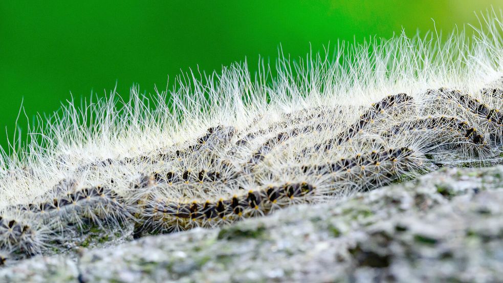 So sehen die Raupen des Eichenprozessionsspinner aus der Nähe aus. Foto: DPA