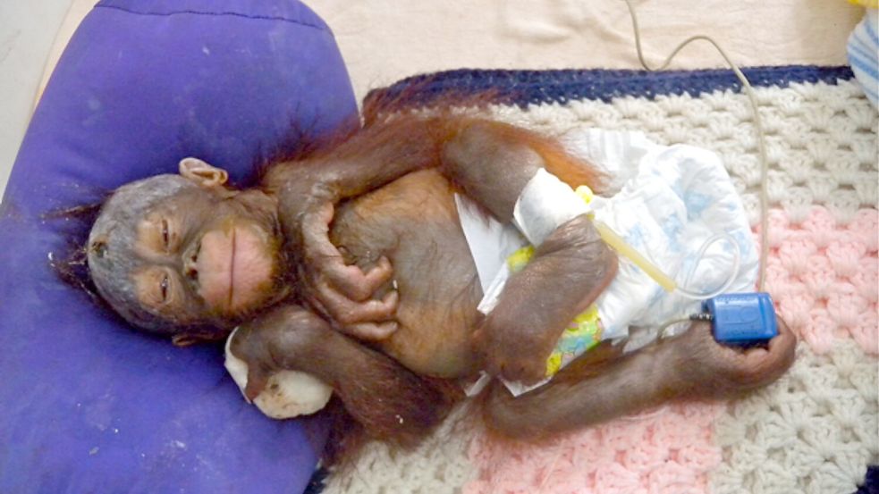 Mit schweren Verbrennungen kam Himba vor fast 15 Jahren ins BOS-Rettungszentrum. Foto: -/BOS Foundation/dpa