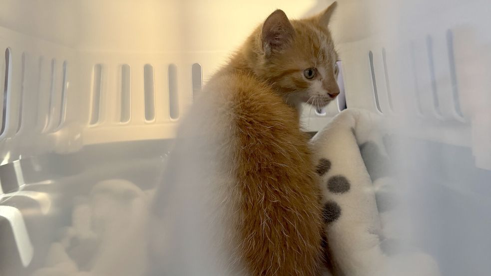 Die gerettete Katze machte es sich in einer Transportbox gemütlich. Foto: Bernd Saathoff/Feuerwehr Aurich