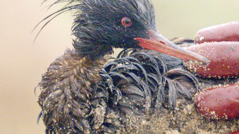 Die Ölpest nach dem Untergang der „Erika“ kostete Zehntausende Vögel das Leben (Archivbild). Foto: Marcel Mochet/AFP/epa/dpa