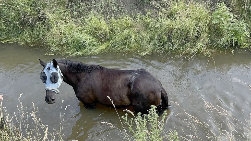 Pferd „Dante“ war in der Unwetternacht entlaufen. Foto: Feuerwehr