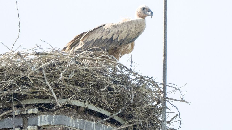 Im niedersächsischen Algermissen (Landkreis Hildesheim) sitzt Gänsegeier auf dem Storchennest, aus dem er gerade die Jungtiere gefressen hat. Foto: Julian Stratenschulte/dpa