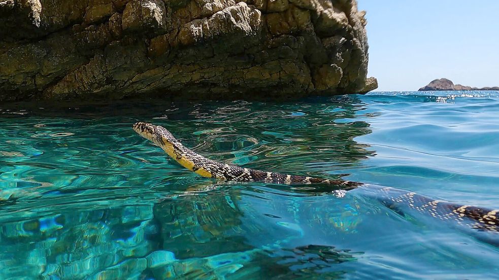 Findet auf Mallorca, Menorca und Ibiza optimale Bedingungen vor, um sich zu verbreiten: die Hufeisennatter. Foto: Rubén Casas/CREAF
