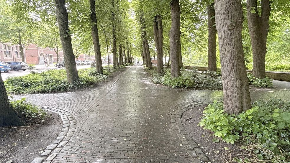 Idyllischer Weg unter Bäumen – doch mitunter wird dieser Weg zu einer Rutschpartie. Foto: Rebecca Kresse