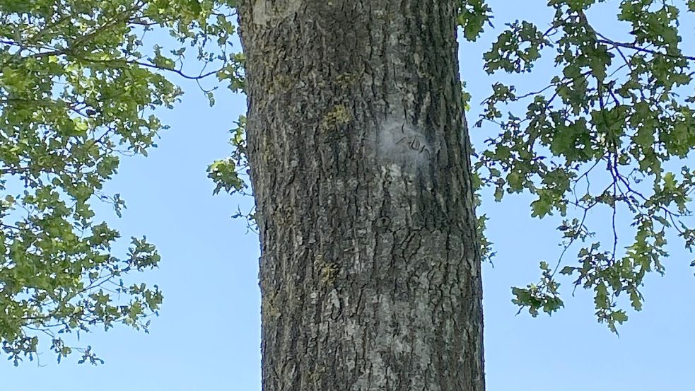 Raupen des Eichenprozessionsspinners tummeln sich derzeit an einem Baum an der Kirchdorfer Straße in Ludwigsdorf. Foto: Christin Wetzel