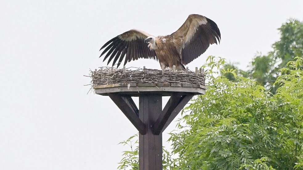 Ein seltener Vorfall: Ein Gänsegeier sitzt auf einem Storchennest in der Region Hannover. Foto: Julian Stratenschulte / dpa