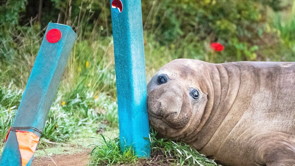 „Neil the Seal“ ist in Australien ein Internet-Liebling. Foto: Sam Volker
