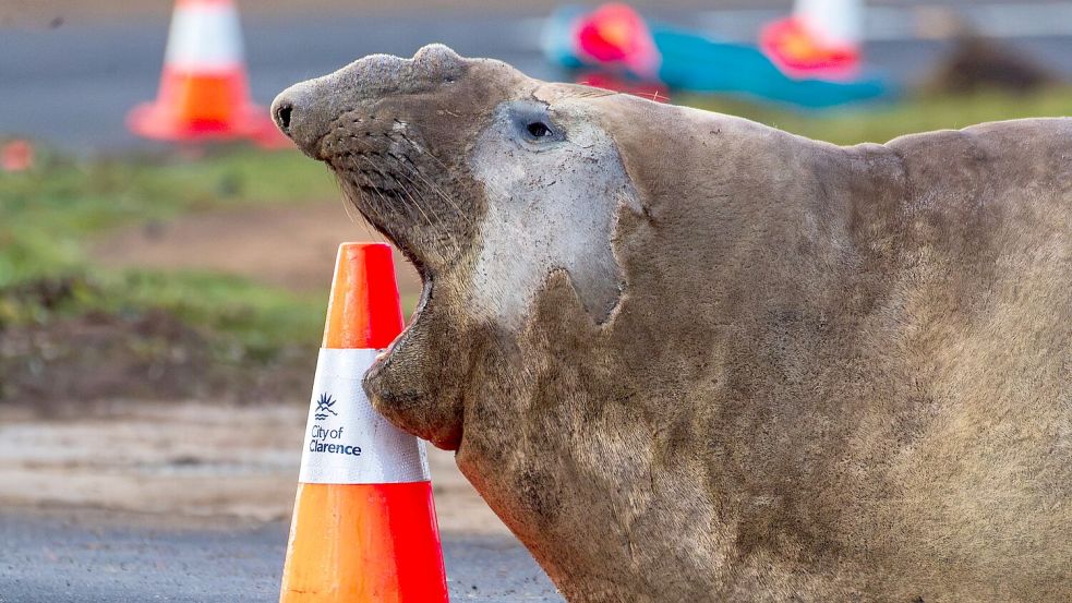 Der See-Elefant reibt sich in Tasmanien auch schon mal an Verkehrspollern. Foto: Sam Volker