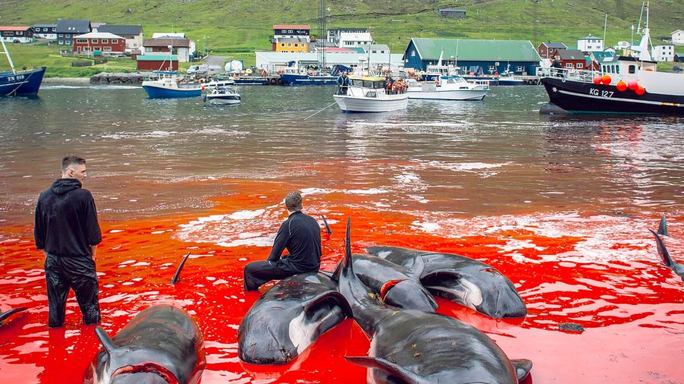 Von Blut gefärbtes Wasser und tote Grindwale – ist das noch zeitgemäß? Foto: IMAGO/Irena Mora