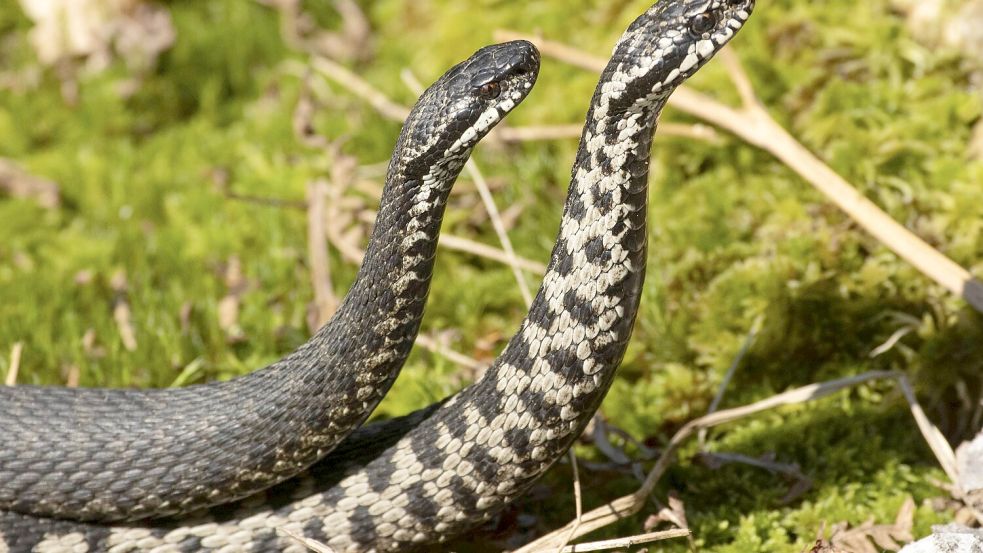 Kreuzottern (Vipera berus) sind die einzigen Giftschlangen, die in Deutschland heimisch sind. Foto: IMAGO/imagebroker