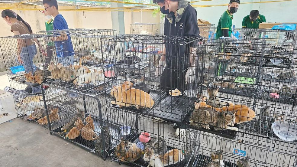 Die beschlagnahmten Katzen haben seelisch und körperlich viel durchgemacht. Foto: Phuong Tham / Humane World for A